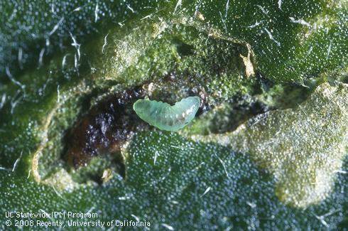 Larva of the leafminer parasite, <i>Diglyphus begini,</i> next to a dead leafminer larva in an exposed leaf mine.