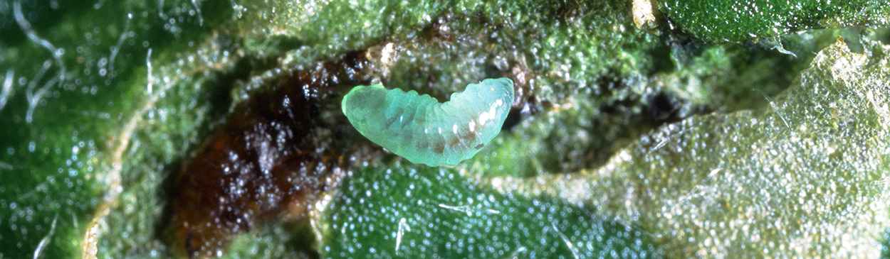 Larva of the leafminer parasite, <i>Diglyphus begini,</i> next to a dead leafminer larva in an exposed leaf mine.