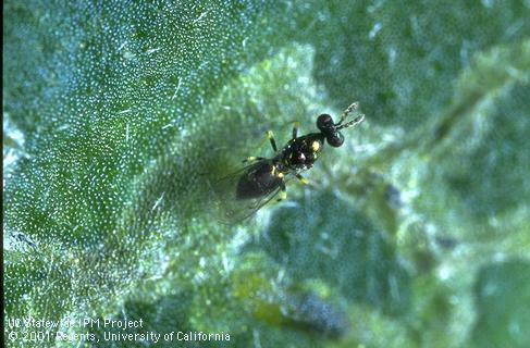 Adult female, <i>Diglyphus begini,</i> a parasitic wasp of <i>Liriomyza</i> spp. leafminers.