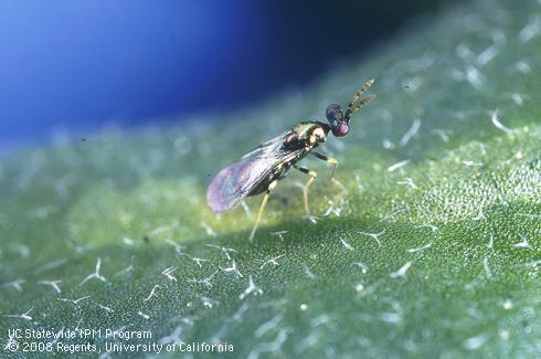 Adult female leafminer parasite, <i>Diglyphus begini.</i>.