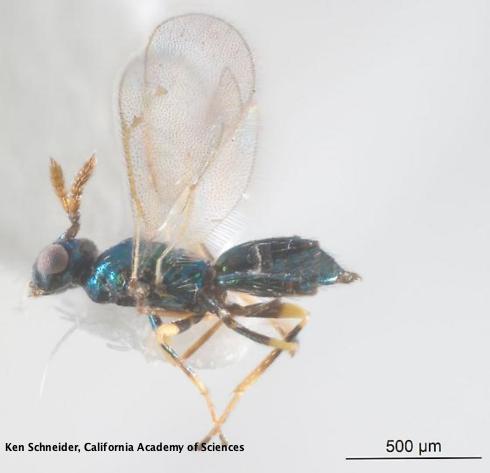 Adult wasp, <i>Diglyphus</i> sp., a parasite of leafmining larvae of agromyzid flies such as <i>Liriomyza</i> spp.