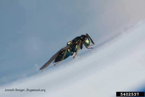 Adult wasp, <i>Diglyphus isaea</i>, a parasite of larvae of <i>Liriomyza</i> spp. leaf-mining flies and other Agromyzidae.