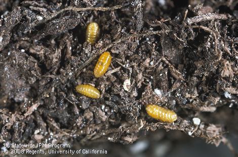 Pupae of a leafminer, <i>Liriomyza</i> sp.