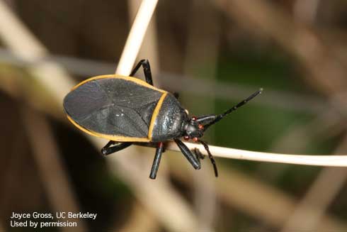 Adult bordered plant bug, <i>Largus</i> sp.