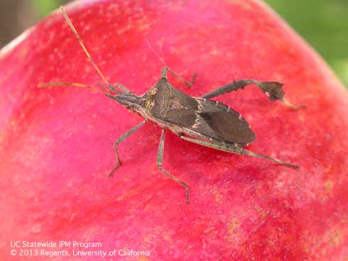 Adult female leaffooted bug, <i>Leptoglossus zonatus.</i>.