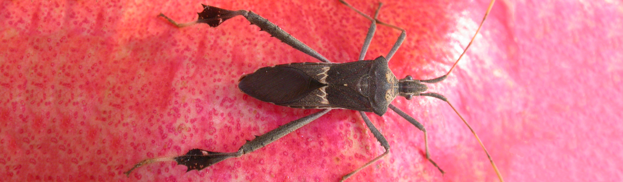 Adult male leaffooted bug, Leptoglossus zonatus.