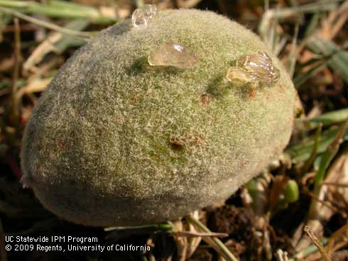 Leaffooted bug feeding results in gum exuding from puncture sites on the surface of an almond.