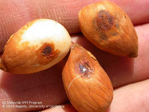 Leaffooted bug damage close to harvest results in a dark spot on the kernel.