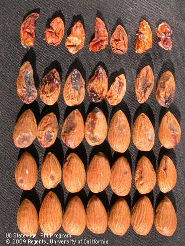 Leaffooted bug damage to almond kernels in April (top row) through June (fourth row) compared to undamage nuts (bottom row).