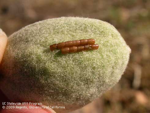 Eggs of the leaffooted bug, <i>Leptoglossus</i> sp.