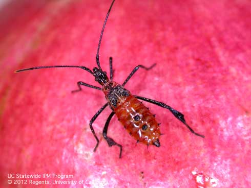 Small leaffooted bug nymph, <i>Leptoglossus zonatus.</i>.