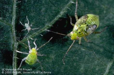 Three instars of lygus bug nymphs.