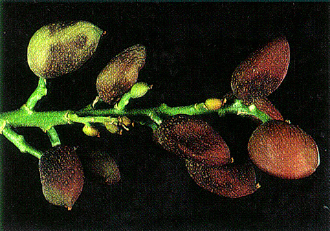 Epicarp lesions caused by sucking bugs feeding on soft-shelled nuts.