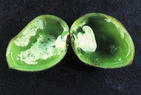 White netting on inside of pistachio shells caused by leaffooted bugs or stink bugs.