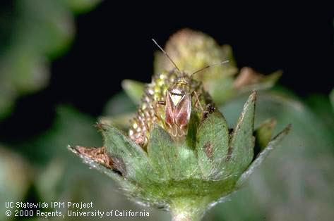 Adult lygus bug, <i>Lygus hesperus.</i>.