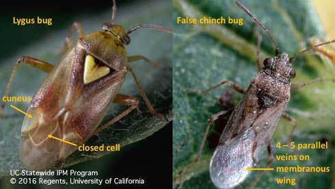 Adult plant bugs (Miridae), such as <i>Lygus</i> spp. (left), have a cuneus, a triangular area at the tip of the hardened (basal) portion of forewings (corium) and one or two closed cells (vein-bordered areas) in the membranous tip of the forewings. Seed bugs (right) lack a cuneus and have four to five parallel veins that form three or four closed cells in the forewing tips.