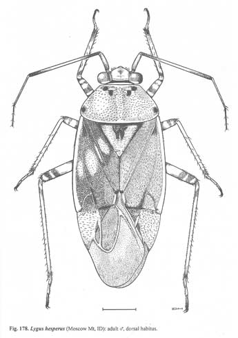 Adult western tarnished plant bug, <i>Lygus hesperus</i>, line drawing.