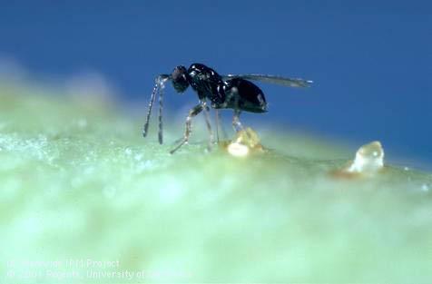 Adult <i>Anaphes iole,</i> a parasitic wasp laying her egg in the egg of a western tarnished plant bug, <i>Lygus hesperus.</i>.