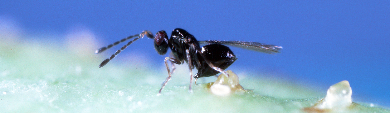 Adult Anaphes iole, a parasitic wasp laying her egg in the egg of a western tarnished plant bug, Lygus hesperus.