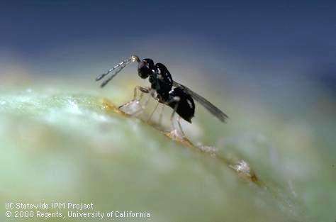 Adult parasite of lygus bug, Anaphes iole, laying egg in lygus egg.