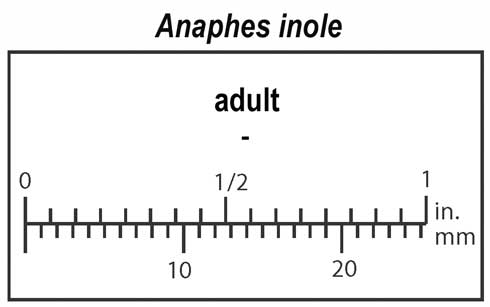 Relative size of adult Anaphes iole.