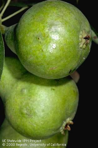 Pear fruit damaged by lygus bug in early season.