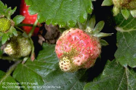 Crop damaged by lygus bug.