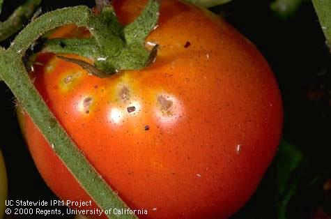 Crop damaged by lygus bug.