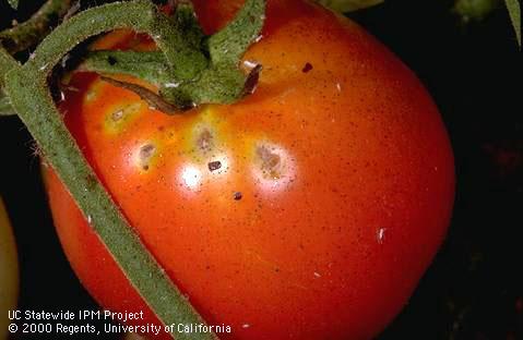 Fruit skin usually splits over the site of lygus bug feeding injury as the tissue underneath dries out.