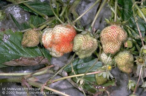 Crop damaged by lygus bug.