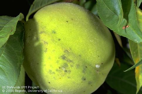 Bluish spots and gumming from lygus bug feeding on the surface of a green peach.