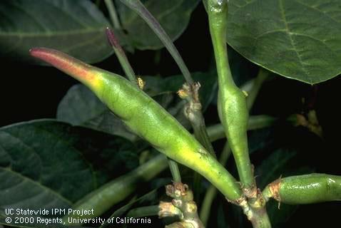 Blossom and pod damage from lygus feeding.