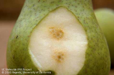 Hard, brown masses of stone cells under the pear skin are the result of feeding by lygus bugs.