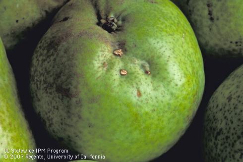 Lygus feeding on the fruit surface leaves open pustules.