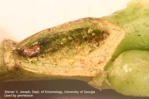 Lesion in the stem tissue of a cole crop caused by western tarnished plant bug (lygus bug), <i>Lygus hesperus</i>, egg laying.