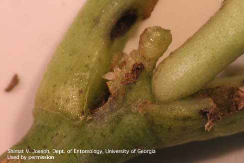 Deformed developing cole crop leaves caused by western tarnished plant bug (lygus bug), <i>Lygus hesperus</i>, feeding.