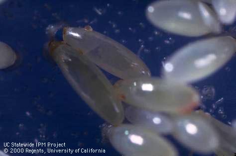 Lygus bug eggs in lab medium.