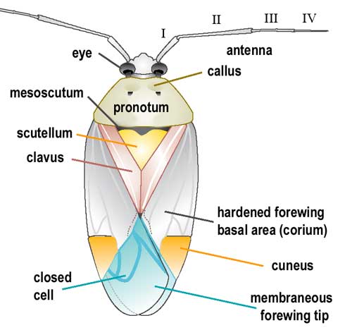 Dorsum (top) of adult lygus bug, <i>Lygus</i> sp., labeled with key features used to distinguish among species. 