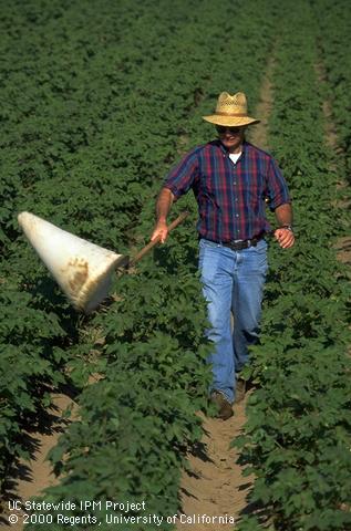 Monitoring lygus in cotton with a sweep net.