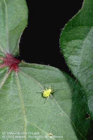 Lygus bug nymph showing 3 dots on back.