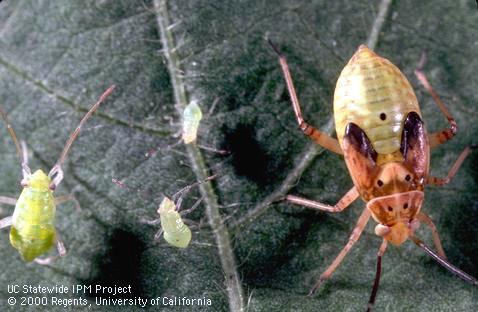 Lygus bug nymphs.