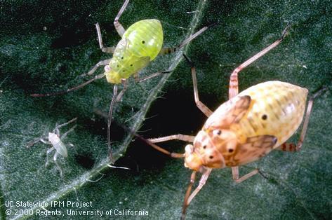 First instar (lower left), third instar, and fifth instar (right) of western tarnished plant bug, <i>Lygus hesperus</i>.