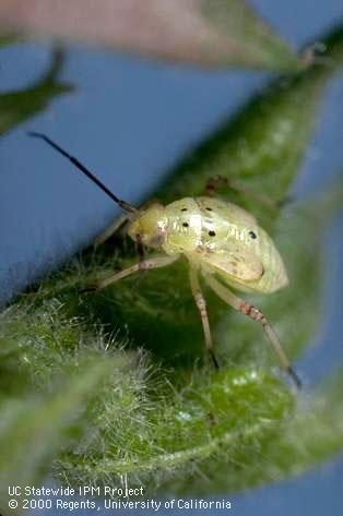 Lygus bug nymph.