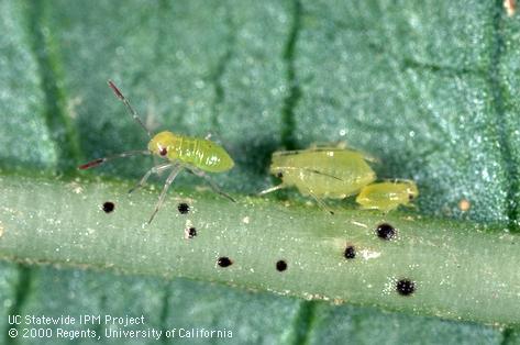 First instar western tarnished plant bug, <i>Lygus hesperus</i> (left), next to cotton or melon aphids, <i>Aphis gossypii</i>.