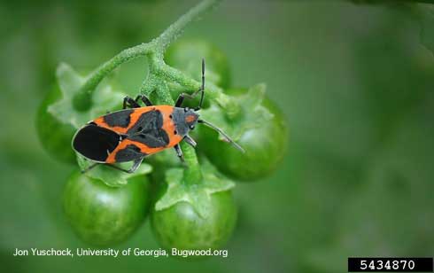 Small milkweed bug, <i>Lygaeus kalmii.</i>.