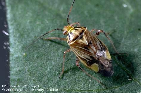 Adult tarnished plant bug, <i>Lygus lineolaris</i>.