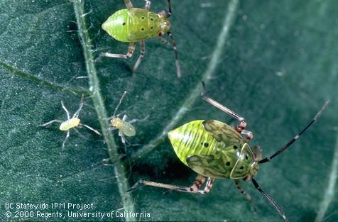 Nymph of tarnished plant bug.