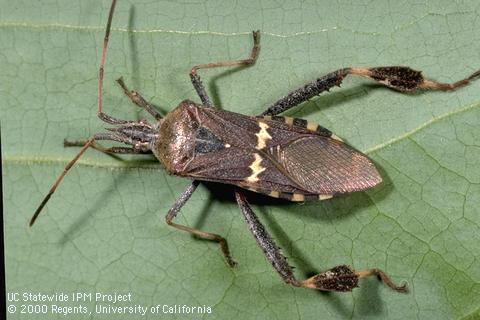 Adult leaffooted bug.