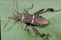 Leaffooted bug