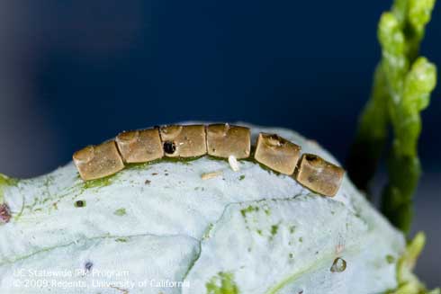 Hatched eggs of the leaffooted bug, <i>Leptoglossus</i> sp.